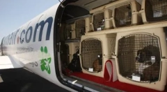 Превоз на мачки во авионот: како да превоз миленичиња